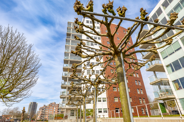 photo 57 Praediniussingel 20 24